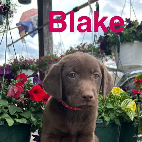 Blake, Chocolate Labrador Retriever Puppy